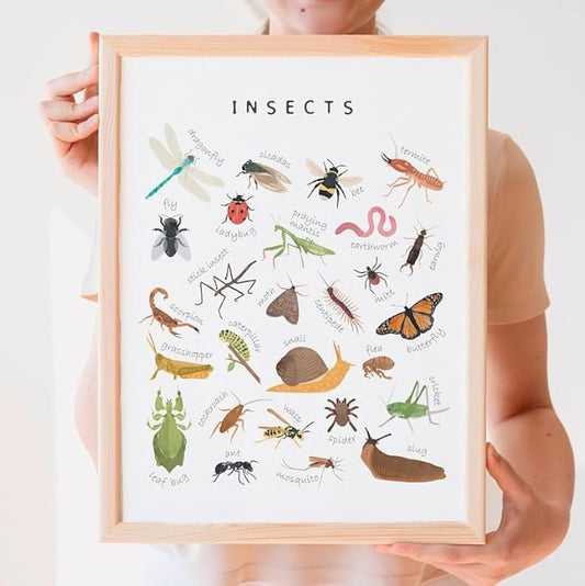OZCONO Educational Insects Poster, Bugs Learning Chart Kids, Classroom Wall Decor Art, Montessori Homeschool Aid (Unframed) (11x14)
