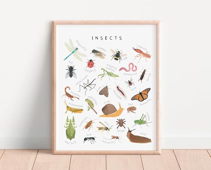 OZCONO Educational Insects Poster, Bugs Learning Chart Kids, Classroom Wall Decor Art, Montessori Homeschool Aid (Unframed) (11x14)