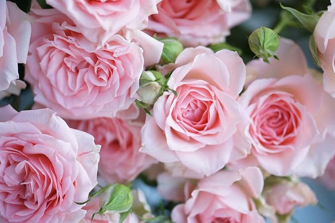 Soft Pink Roses Wall Mural Wallpaper for Bedroom Living Room Nursery (Not Peel n' Stick)