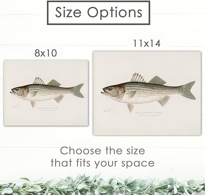 DREAM BIG PRINTABLES Fish Wall Art Prints (Set of 6) - Unframed - 8x10s | Vintage Fishing Decor - Midwest Fish Species - Great Gift for Fisherman