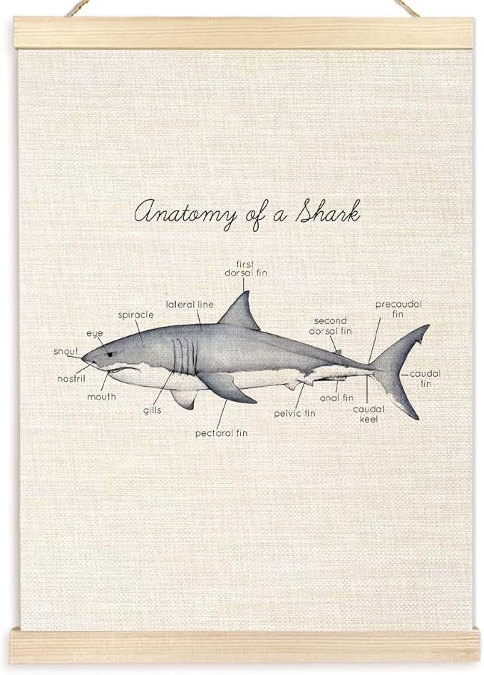 Ecezatik Anatomy of a Shark Poster Hanger Frame, Shark Wall Art, Shark Hanging Wall Decor for Classroom Nursery Boys Room, Beach Room Decor, Coastal Home Decor, Shark Gifts for Shark Lovers