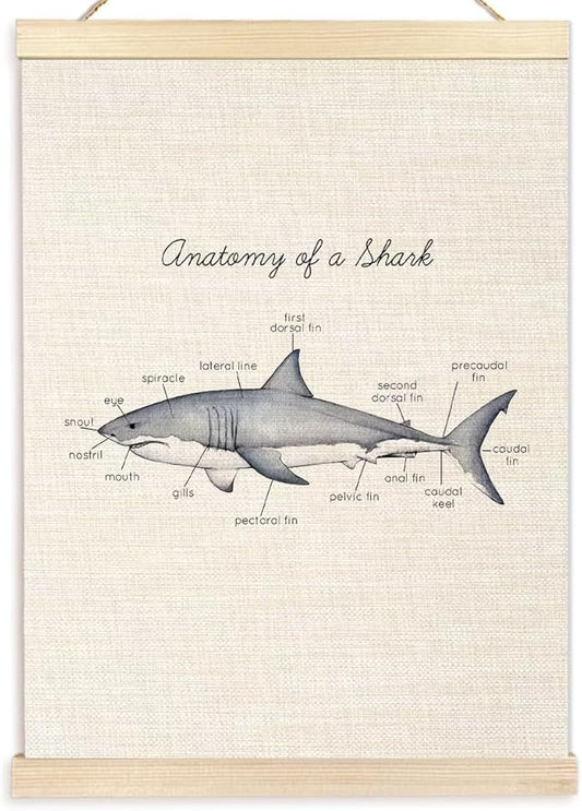 Ecezatik Anatomy of a Shark Poster Hanger Frame, Shark Wall Art, Shark Hanging Wall Decor for Classroom Nursery Boys Room, Beach Room Decor, Coastal Home Decor, Shark Gifts for Shark Lovers