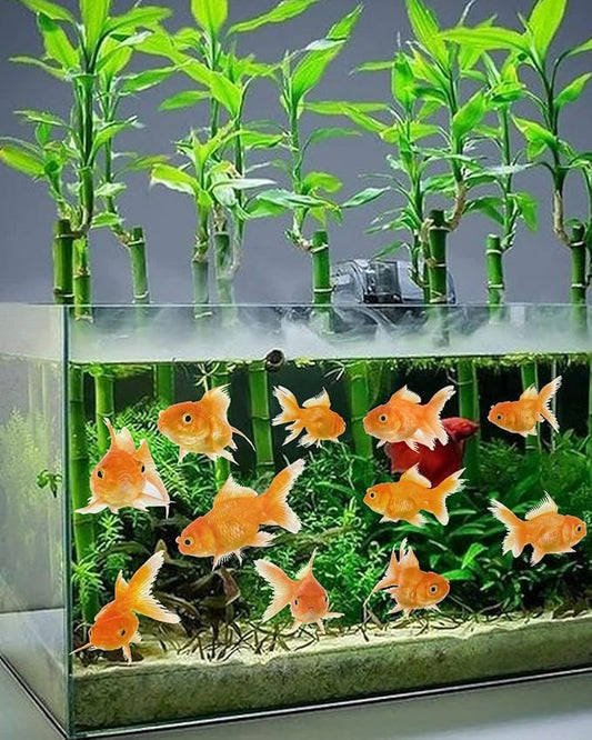 Generic Small Goldfish Decal Stickers: 12 Realistic Little Goldfish, Transparent Vinyl, Wall, Window, Car, Luggage, Orange, Animal Print, Reusable