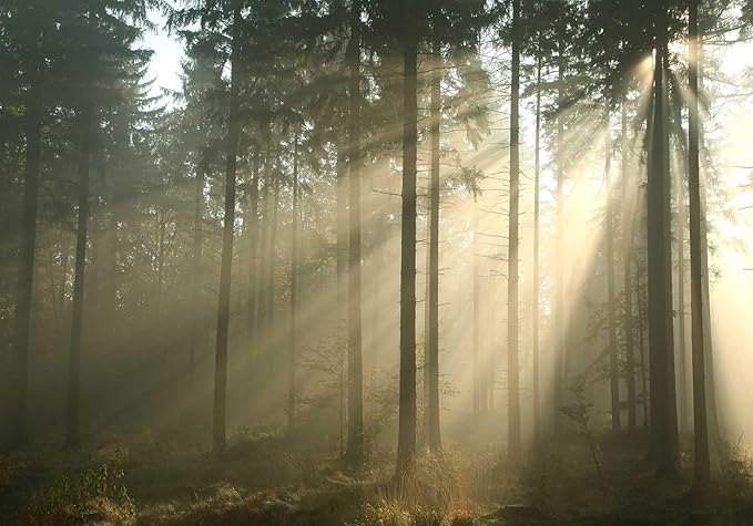 Sunshine Forest Woodland Wallpaper Nature Landscape Tree Wall Murals for Bedroom Living Room(Not Self-Adhesive)