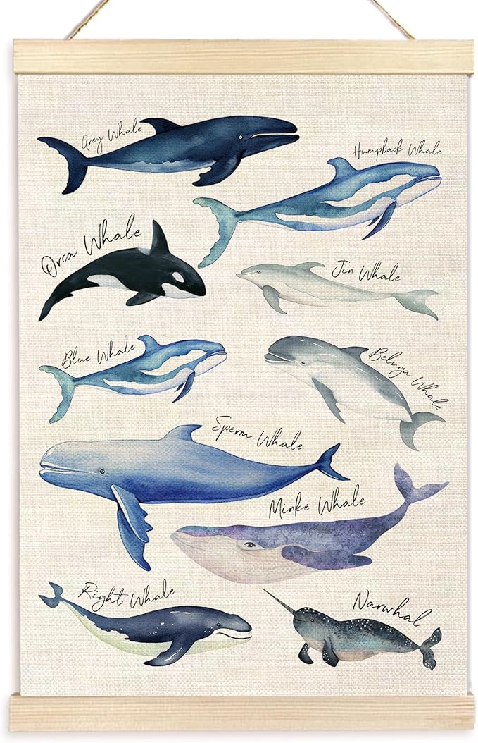Ecezatik Species of Whales Wall Art with Wooden Poster Hanger, Whale Posters, Beach Room Decor, Ocean Room Decor, Whale Wall Art Decor for for Classroom Nursery Kids Room Playroom, 16x24 Inch