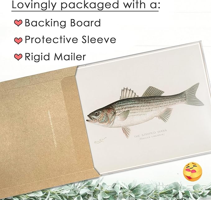 DREAM BIG PRINTABLES Fish Wall Art Prints (Set of 6) - Unframed - 11x14s | Vintage Fishing Decor - Midwest Fish Species - Great Gift for Fisherman
