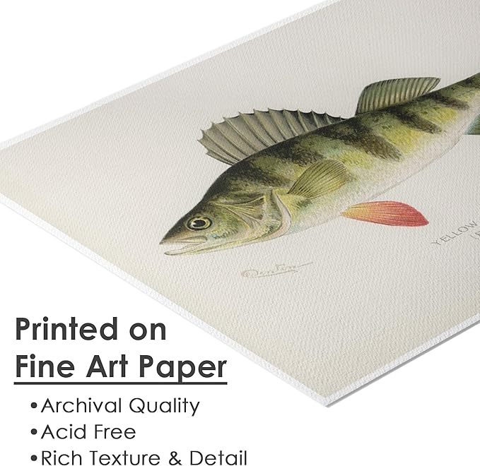 DREAM BIG PRINTABLES Fish Wall Art Prints (Set of 6) - Unframed - 11x14s | Vintage Fishing Decor - Midwest Fish Species - Great Gift for Fisherman