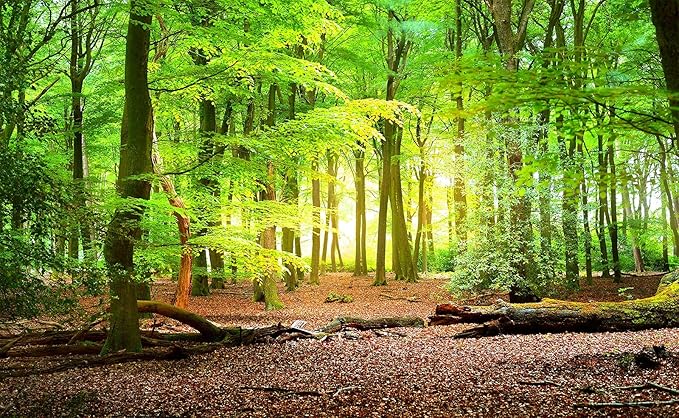 Forest Wall Murals Landscape Tree Wallpaper Mural Wall Decor for Bedroom, Living Room, Kids Room
