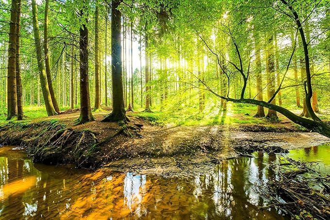 Wall Mural Fall Forest Stream Wallpaper Wall Decoration Print Picture Image Design for Bedroom, Living Room, Kids Room (Not Self-Adhesive)